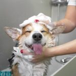 Read more about the article How To Choose the Best Dog Grooming Tubs: Ultimate Guide+